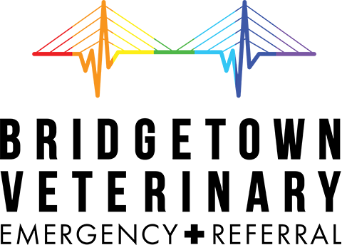 Bridgetown Veterinary Emergency and Referral, supporting diversity and inclusivity